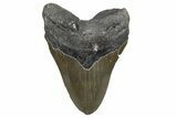 Serrated, Fossil Megalodon Tooth - North Carolina #345660-1